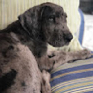 Meet your Posher, Cole